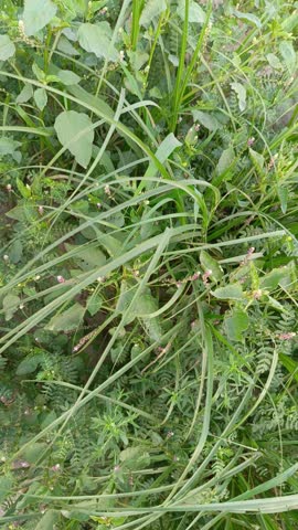 A close-up view of fresh green grass in natural daylight. The vibrant blades create a lush, healthy lawn surface, symbolizing nature, growth, and freshness. Ideal for backgrounds, eco-friendly concept