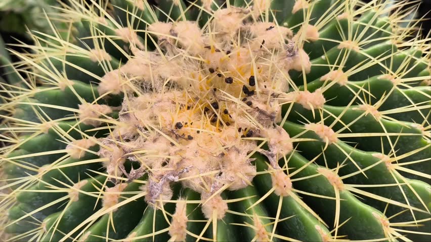 Image of Golden barrel cactus or Echinocactus grusonii, round in shape resembling a barrel, has bright golden spines, planted in a pot.