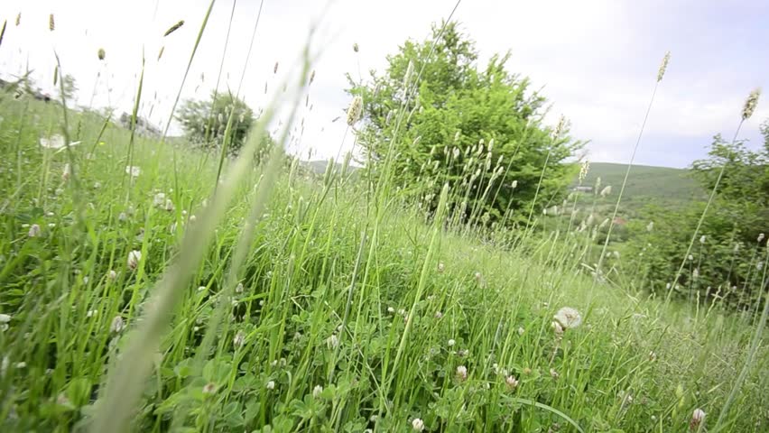 Dandelions and grass meadow, crane shoot
