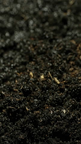 Growing small plant rising from soil vertical time lapse video.