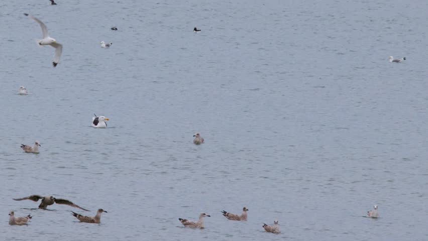 A seagull swoops and dives among a group of gulls floating on calm coastal waters, captured in natural daylight with a steady, wide shot