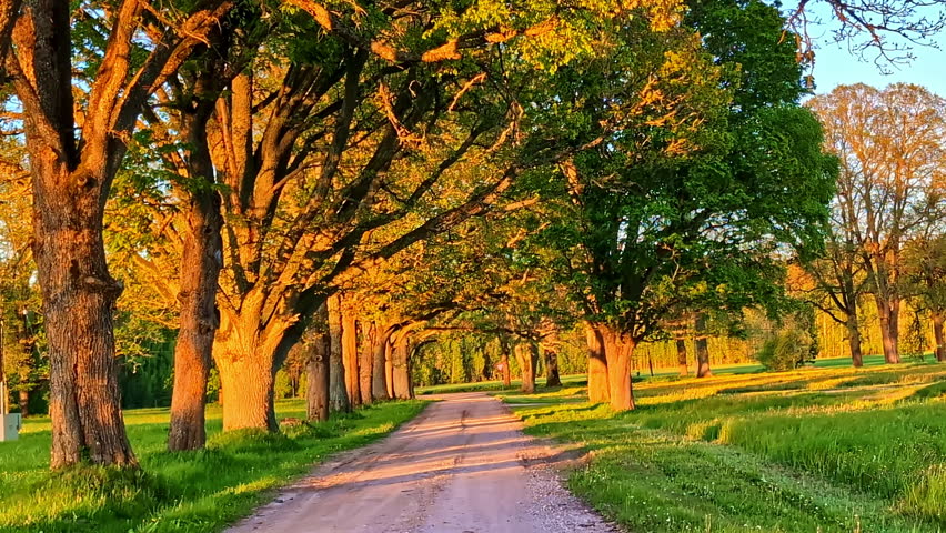 Country Road With Trees on Both Sides Illuminated by Low Golden Hour Light