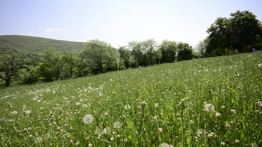 dandelion and grass meadow, Blow balls, wishies, crane