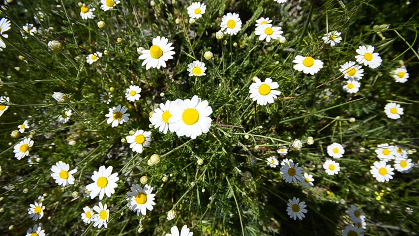 Daisies from Heaven, wide angle crane shoot background