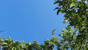 Soothing footage of green leaves gently swaying in the breeze under a clear blue sky. Ideal for background videos, relaxation themes, meditation, and nature ambiance. - Powered by Shutterstock - Get 15% off with code: PIKWIZARD15