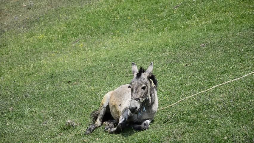donkey mule on green grass background