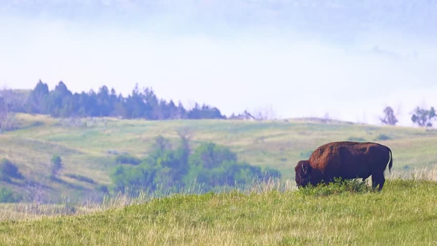 A poignant image captures a solitary buffalo standing peacefully in a misty meadow