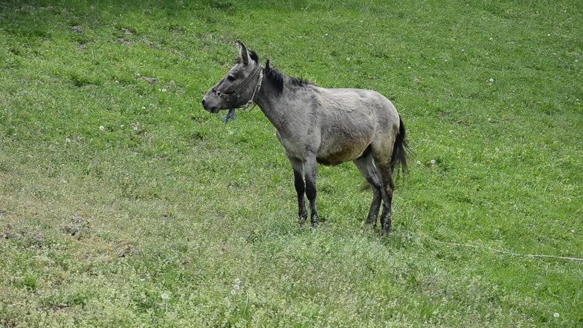 donkey mule