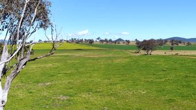 Drone camera smoothly pans across a sunlit grassy field with a solitary eucalyptus tree, revealing rolling hills and clear blue skies near Armidale, NSW - Powered by Shutterstock - Get 15% off with code: PIKWIZARD15