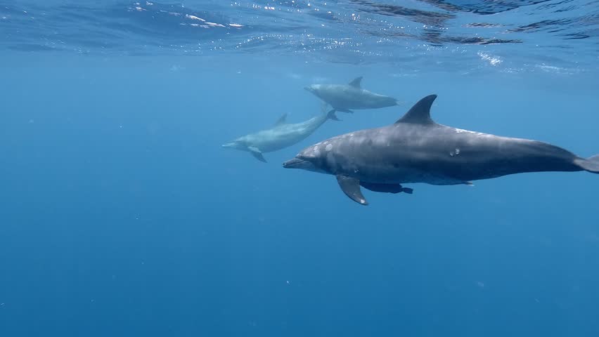 Group Of Bottlenose Dolphin Swimming Together In The Clear Blue Ocean. - underwater shot