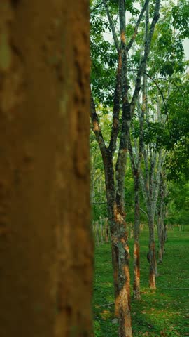 Revealing shot of rubber trees plantation at Langkawi, Malaysia during daytime.