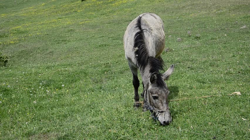 donkey mule on the grass medow
