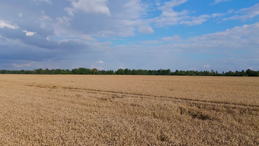 Drone Flight Over Golden Wheat Fields and Country Road on a Sunny Summer Day with Rainbow in the Sky Peaceful Latvian Countryside Aerial View
