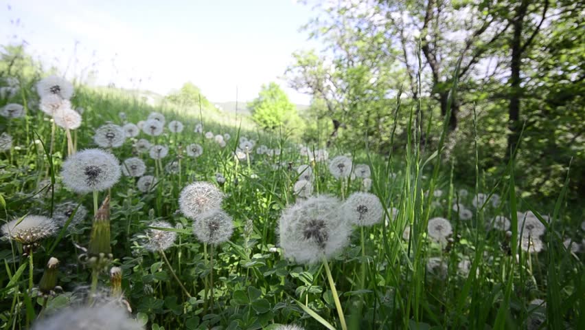 Natural video background. Dandelions in the meadow
