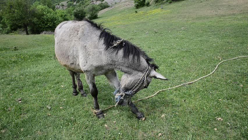 Wide angle take of a donkey mule head