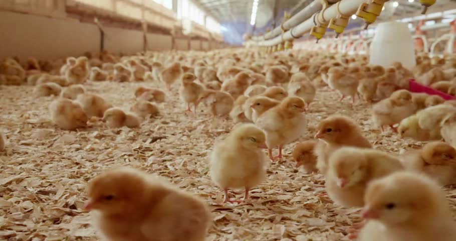 Baby Chick in Commercial Chicken Farm Facility – Poultry Farming and Agricultural Livestock Industry Scene

