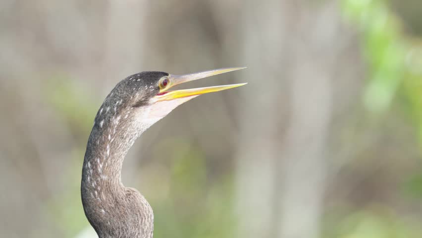 Florida anhinga bird closely watching surroundings from branch in Palm Beach woodland, opens and clothes to utter guttural sound