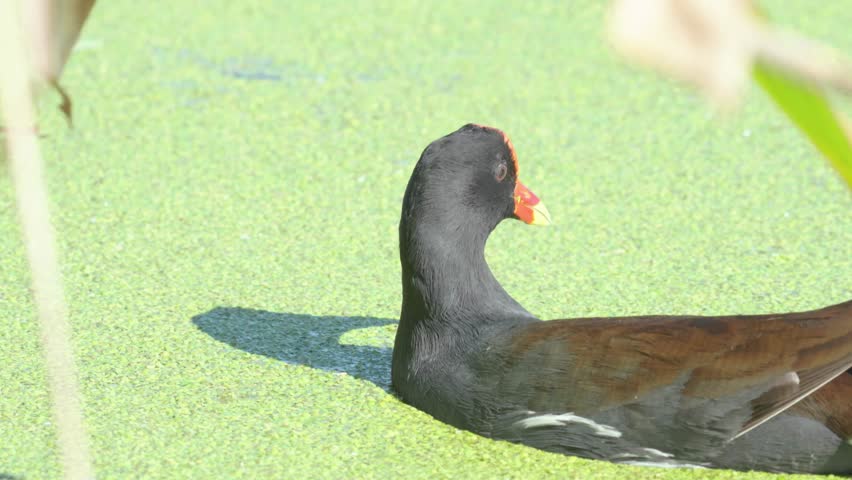 Common gallinule still in green plants across still water in Palm Beach wetlands, side shows red beak