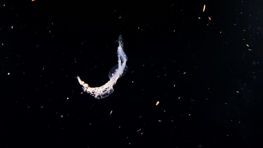 A larval Cusk-Eel (Brotulotaenia sp.) filmed at night during a Blackwater dive. It's gut is extended and it is mimicking a siphonophore.