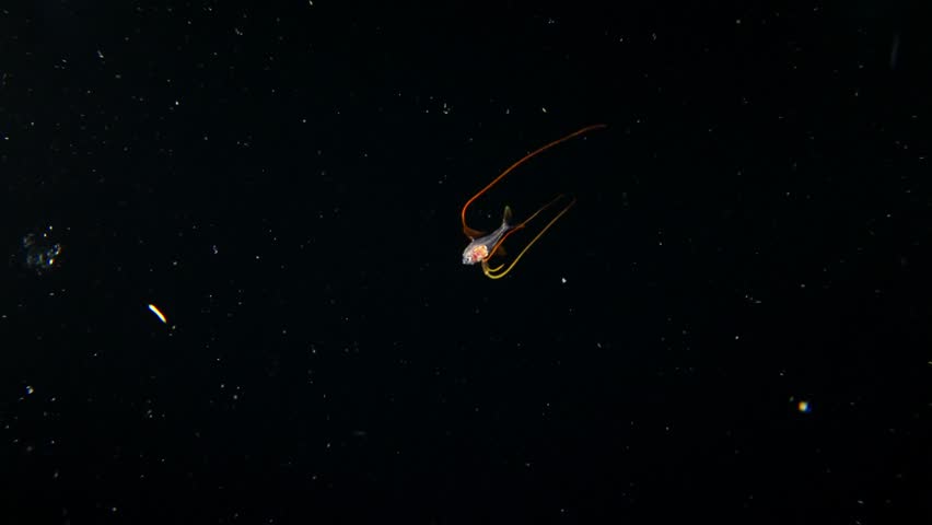An larval Alfonsino (Beryx decadactylus) filmed at night during a Blackwater dive, it