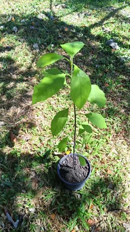 Avocado plants vedio. A pot of avocado seedling swaying in the wind. Alligator pear, avocado pear or Persea americana footage taken from Kepala batas, Penang, Malaysia.