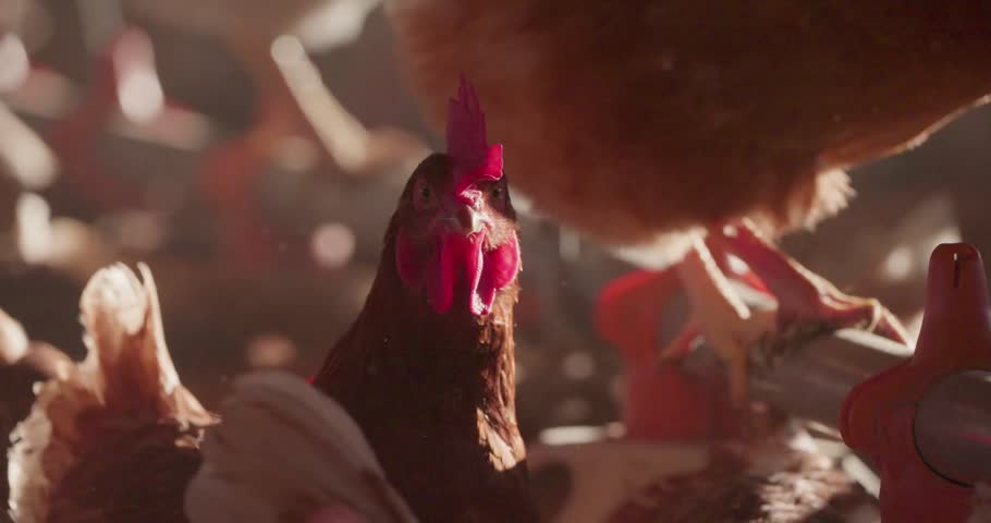 chickens, head, poultry, ranch, chicken farm, livestock, agriculture, rural, bird, closeup, beak, feathers, coop, barn, food industry, animal care, bio farming, animal husbandry, free-range, organic, 