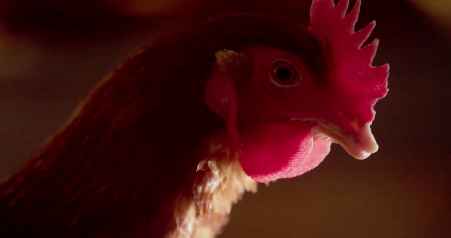 Close-Up of Chicken Heads at Poultry Ranch – Domestic Birds in Livestock Farming Environment on Chicken Farm