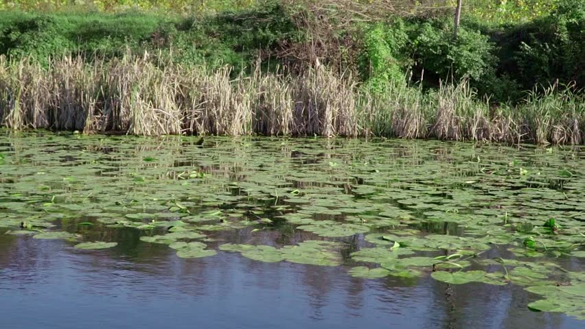 Serene waterway covered with lily pads surrounded by lush greenery on a sunny day