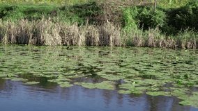 Serene waterway covered with lily pads surrounded by lush greenery on a sunny day - Powered by Shutterstock - Get 15% off with code: PIKWIZARD15