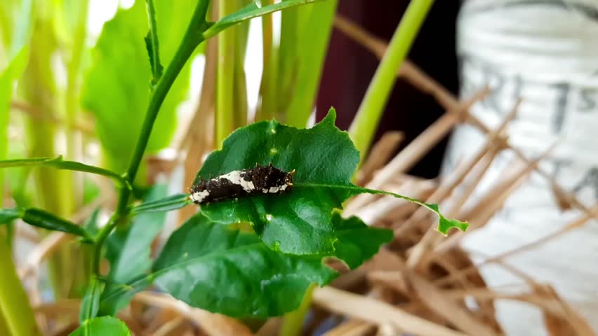 Closeup of a hand using black wire tweezers to remove a black and white caterpillar from a lime leaf. Manual pest control method to prevent crop damage from leaf-eating pests