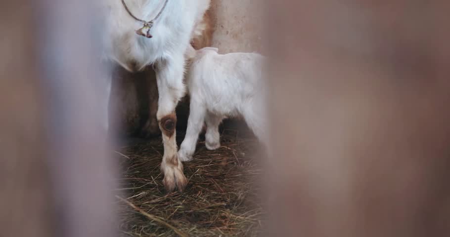 village, goats, eating, goat, farm, livestock, animals, rural, countryside, agriculture, feeding, herd, pasture, barnyard, domestic, rustic, farmland, community, settlement, homestead, peasantry, eco.