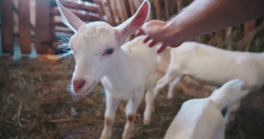 Patting, goats, village, farm, livestock, animals, rural, countryside, agriculture, farmer, herder, shepherd, barnyard, domestic, rustic, farmland, community, settlement, homestead, peasantry, eco.