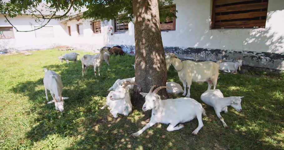 Goats, resting, grass, shadow, farm, village, livestock, countryside, rural, agriculture, animals, herd, pasture, grazing, barnyard, domestic, farmland, homestead, peasantry, eco, sustainable.