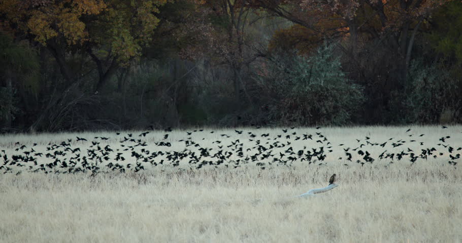 This is a video of a huge flock of red winged black birds flying in sync with eachother. Shot at bosque del apache wildlife refuge. You can see a red tailed hawk lurking in the foreground.
