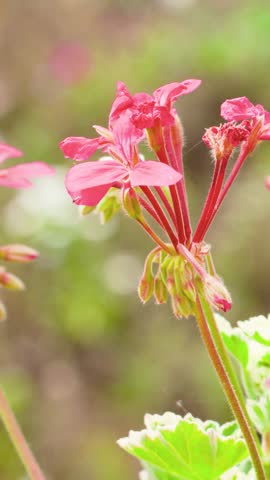 Close-up of pink geranium flowers moving slightly in a gentle breeze, captured outdoors with bright natural light and a blurred green background