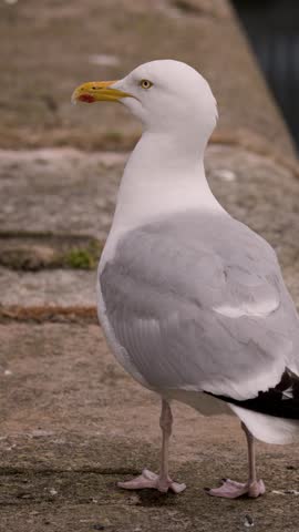 A large gull walks slowly along a stone dock beside calm water, captured in close-up with soft natural daylight and steady camera movement