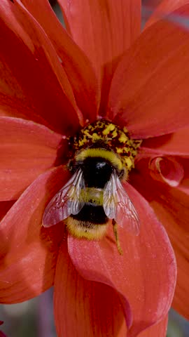 A bumblebee gathers pollen from a vibrant red flower in bright natural light, captured in close-up macro shots with a steady camera perspective