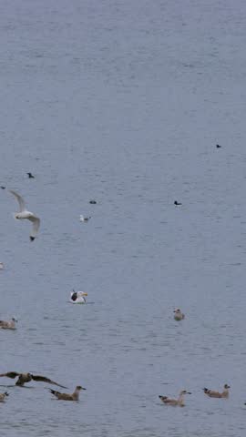 Multiple seagulls and gulls interact, dive, and fish in calm coastal waters under overcast lighting, captured with a steady, wide shot perspective