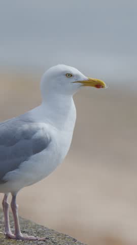 A large seagull stands alert on a stone wall by a sandy beach, then turns and begins to take off in soft, natural daylight