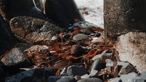 Rocky shoreline with green seaweed and waves - Powered by Shutterstock - Get 15% off with code: PIKWIZARD15