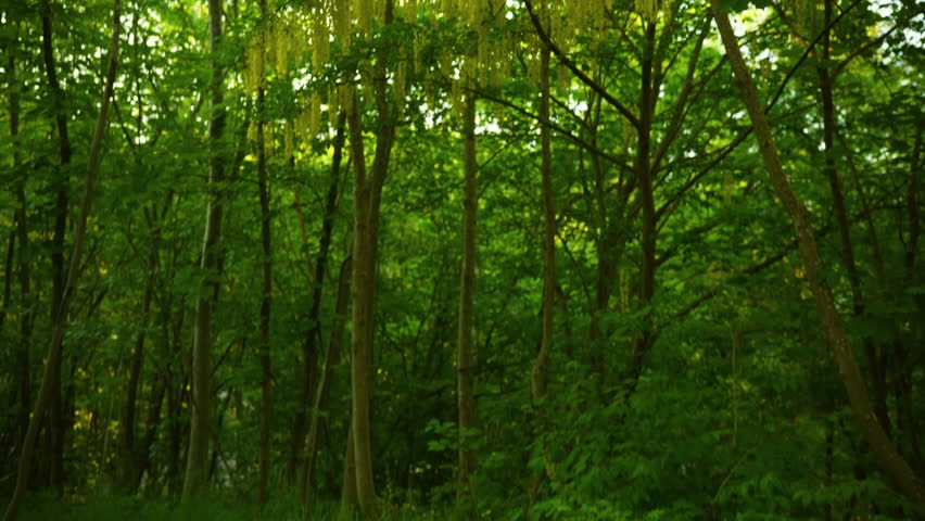 Camera goes up and show the willow tree in the woods with the sun shining
