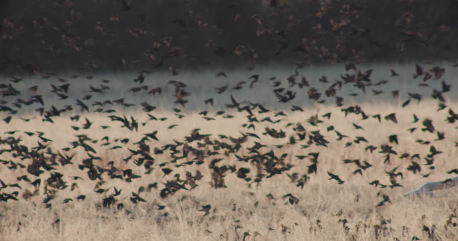 This is a video of some red winged black birds flying in a huge flock when a huge flock of mallard ducks takes flight. Shot at Bosque Del Apche New Mexico