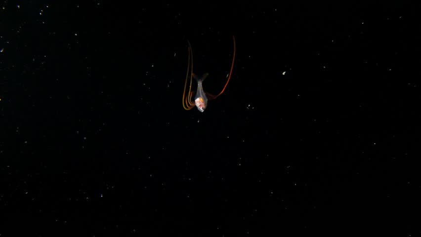 An larval Alfonsino (Beryx decadactylus) filmed at night during a Blackwater dive, it