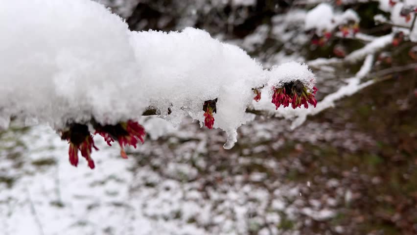 panoramic portrait of Frozen flower on tree in forest red flower in winter landscape nature Hyrcanian mountain Iran snowfall Parrotia persica in village countryside branch scenic outdoor spring season