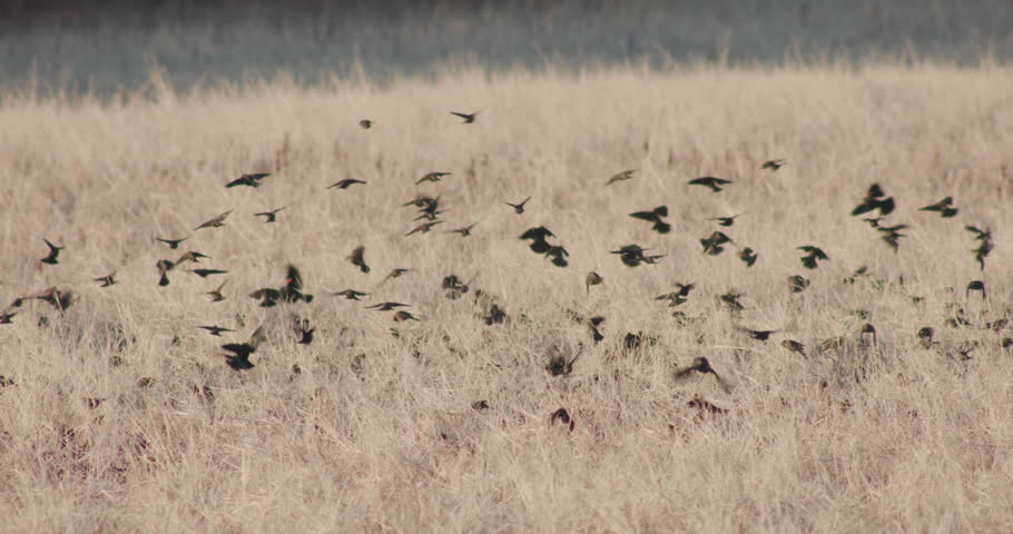 This is a video of a huge flock of red winged black birds taking off from a field at Bosque Del Apache New Mexico