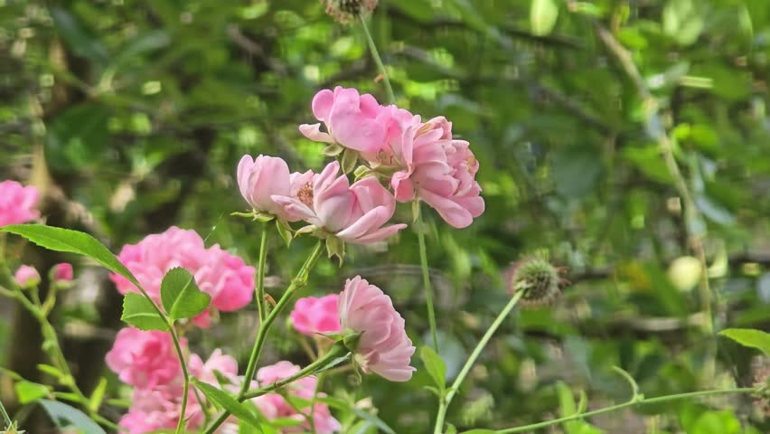 Damask rose (Rosa damascena) swaying gracefully in the wind.