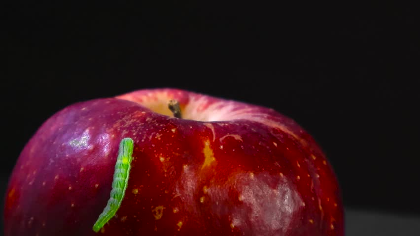 Close up view of a green butterfly caterpillar crawling and searching around for food on a red ripe and delicious tasty apple that is in front a black studio well lighted background. Slow motion.