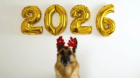 Animated greeting card with a dog and golden balloons in the shape of numbers 2026 - Happy New Year and Merry Christmas concept. German shepherd dog wears red reindeer antlers - Santa's helper - Powered by Shutterstock - Get 15% off with code: PIKWIZARD15