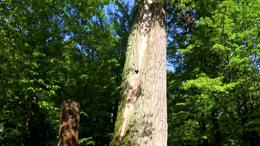 Old huge giant Patriarch Oak tree trunk and treetop bark moss and leaves in Bielaviezskaja Pusca National Park Bialowieza Forest Kamyanyets District Brest Region Belarus.