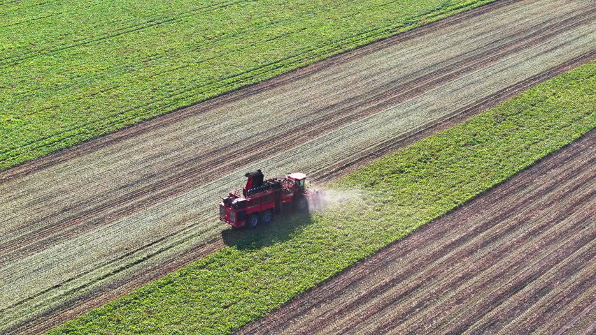 Aerial drone video of sugar beet harvest. Large-scale farming and sustainable crop production
